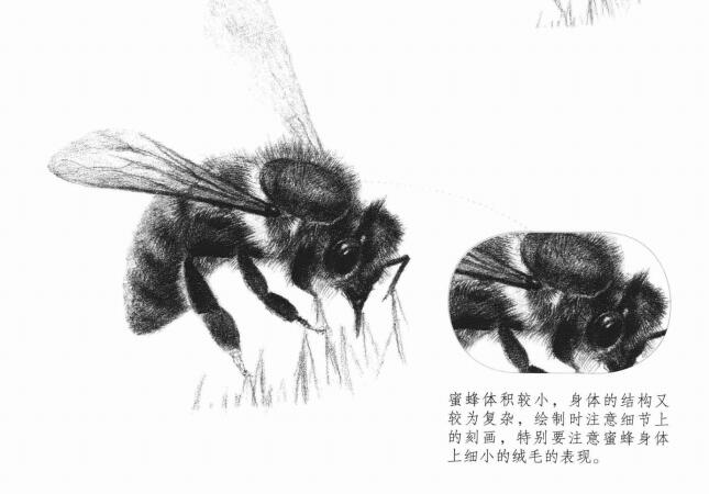 蜜蜂的素描畫法