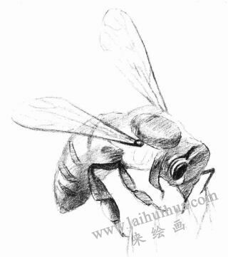 蜜蜂的素描畫法步驟03