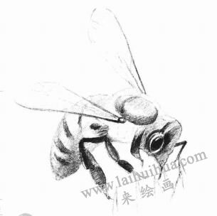 蜜蜂的素描畫法步驟04