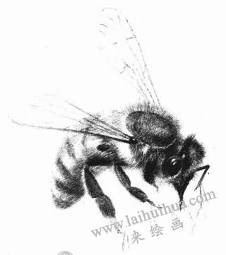 蜜蜂的素描畫法步驟05