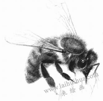 蜜蜂的素描畫法步驟07