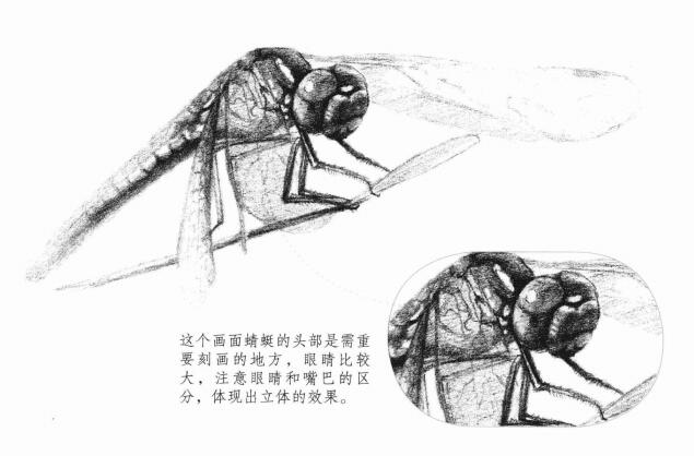 蜻蜓的素描畫法