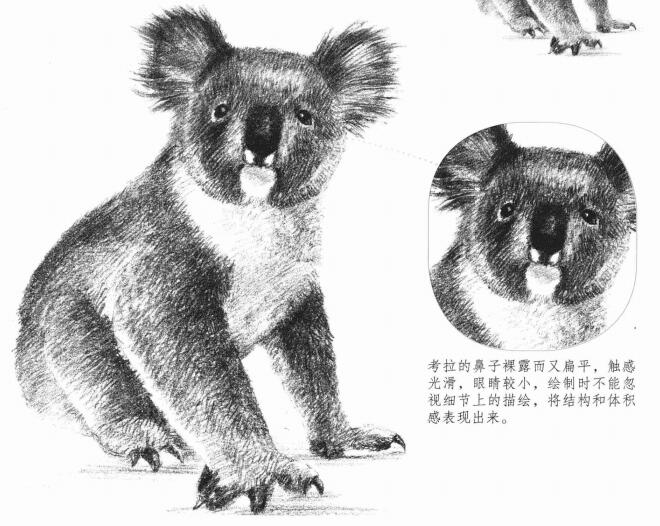 考拉的素描畫法