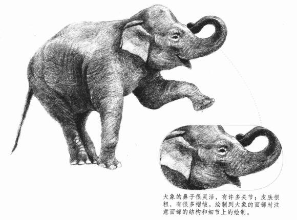 大象的素描畫法