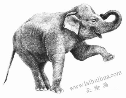 大象素描畫