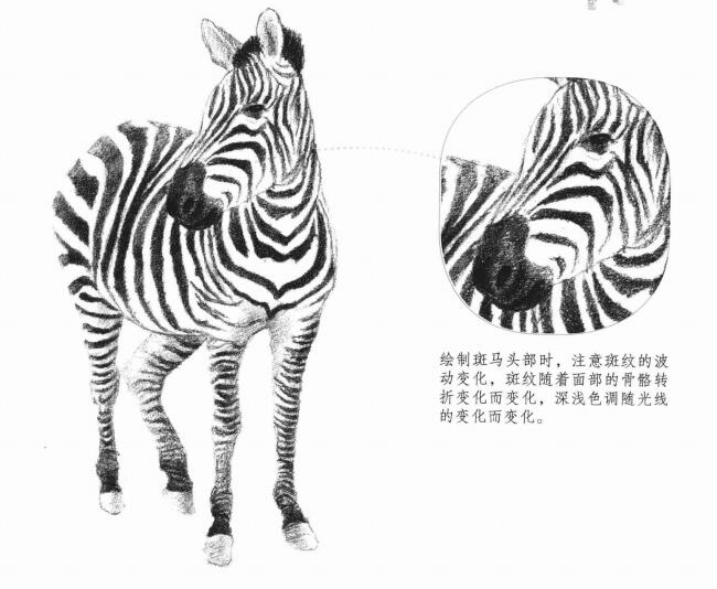 斑馬的素描畫法