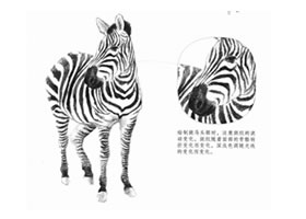 斑馬的素描畫法
