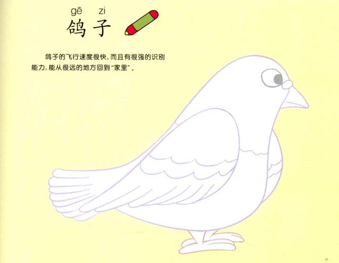 鴿子兒童畫