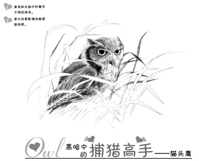 貓頭鷹素描畫法