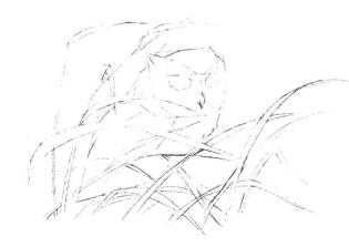 貓頭鷹素描畫線稿畫法步驟03