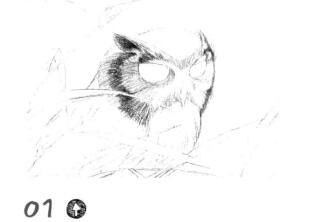 貓頭鷹素描鋪大色畫法步驟01