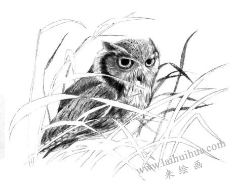 貓頭鷹素描畫法