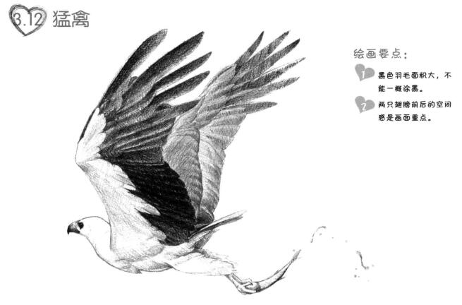 海雕素描畫(huà)法