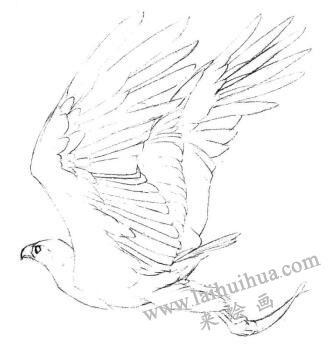海雕素描畫(huà)線(xiàn)稿畫(huà)法步驟03