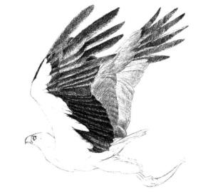 海雕素描鋪大色畫(huà)法步驟04