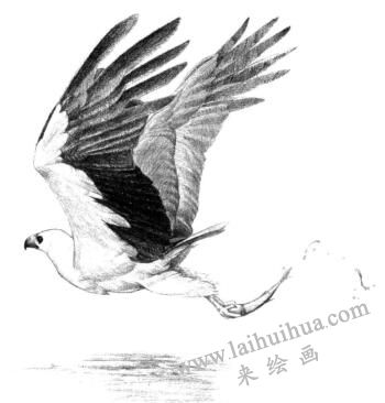 海雕素描畫(huà)法