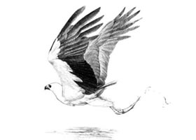 海雕素描畫法