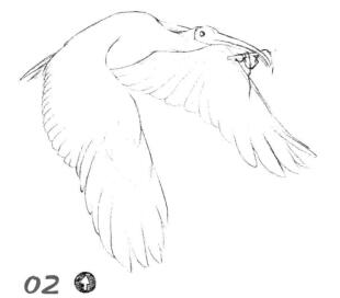朱鹮素描畫(huà)線(xiàn)稿畫(huà)法步驟02