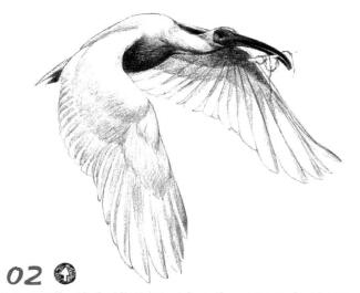 朱鹮素描鋪大色畫(huà)法步驟02