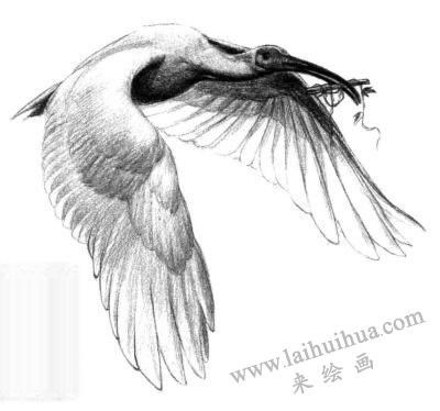 朱鹮素描畫(huà)