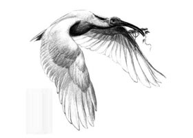 朱鹮素描畫法