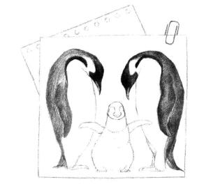 企鵝一家三口素描鋪大色畫法步驟05