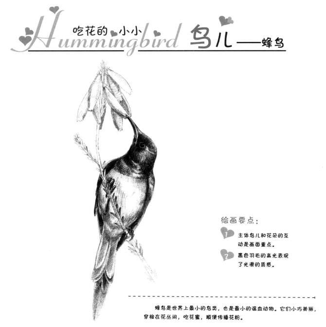 蜂鳥的素描畫法