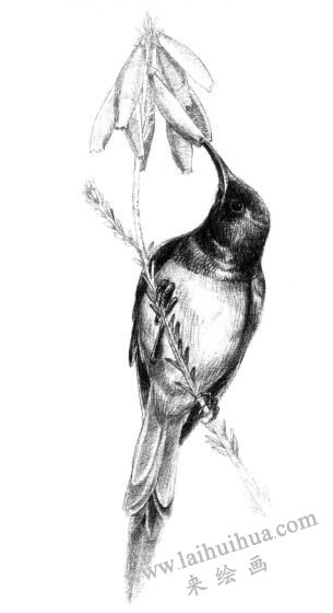 蜂鳥的素描畫法