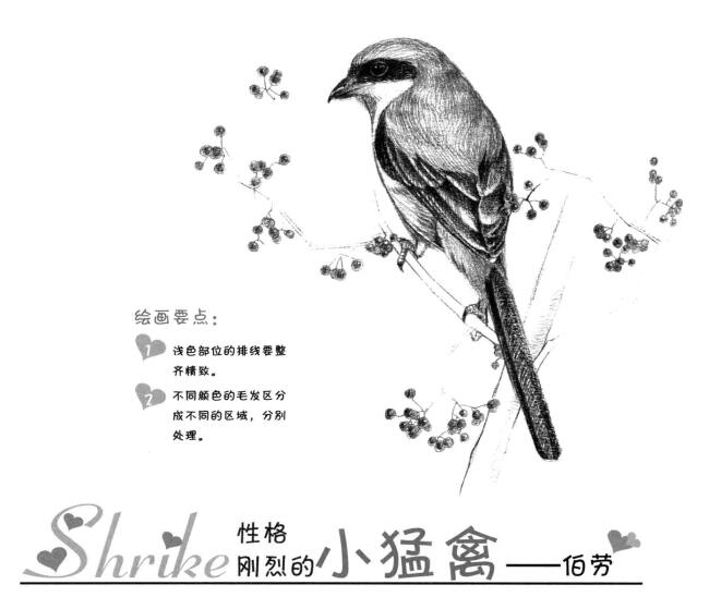 伯勞的素描畫法
