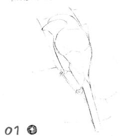 伯勞的素描畫線稿畫法步驟01