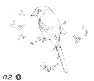 伯勞的素描畫線稿畫法步驟02