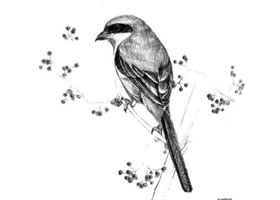 伯勞的素描畫法