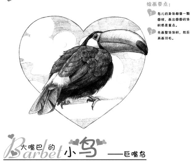 巨嘴鳥的素描畫法