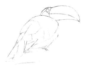 巨嘴鳥的素描畫線稿畫法步驟03