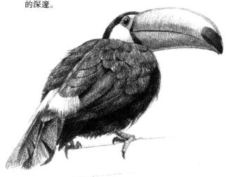 巨嘴鳥的素描鋪大色畫法步驟08