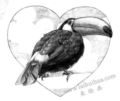 巨嘴鳥素描畫法