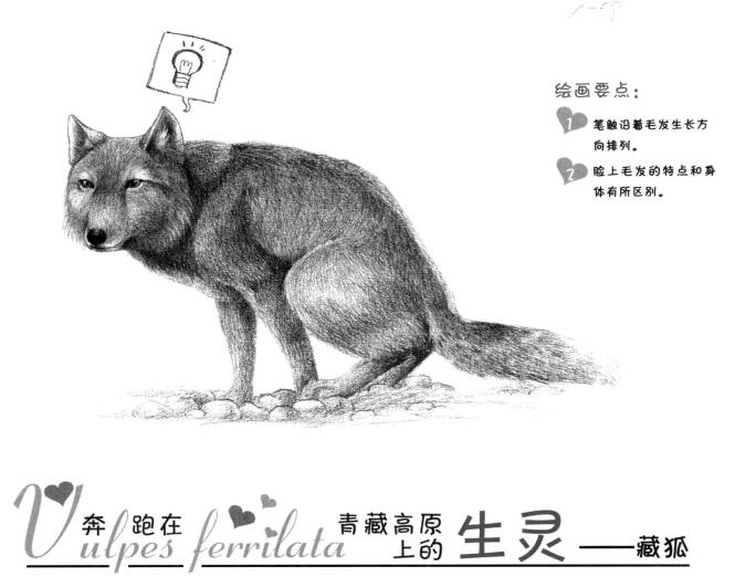 藏狐的素描畫法