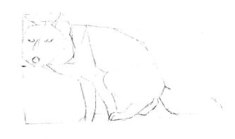 藏狐的素描畫線稿畫法步驟02