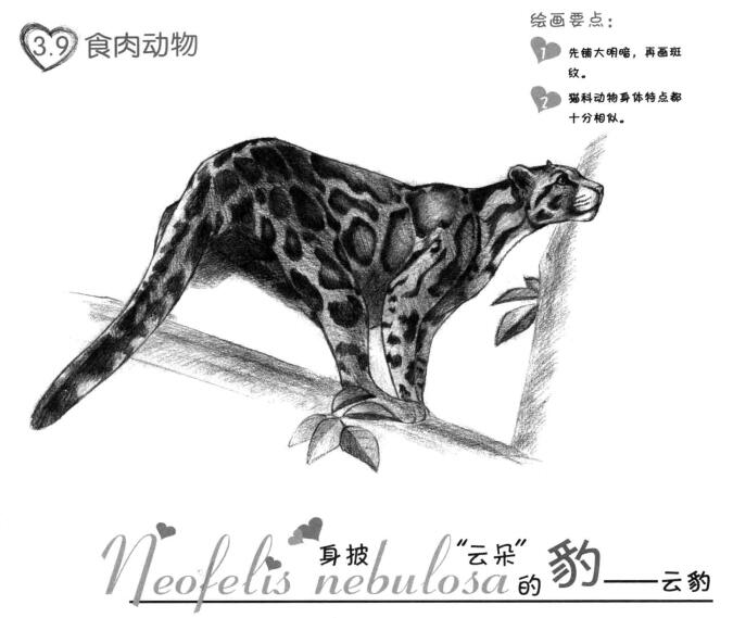 云豹素描畫(huà)法