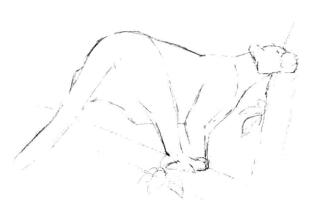 云豹素描畫(huà)線稿畫(huà)法步驟03