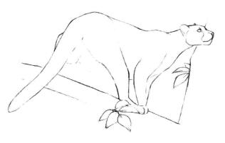 云豹素描畫(huà)線稿畫(huà)法步驟04