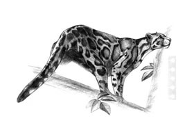 云豹素描畫法