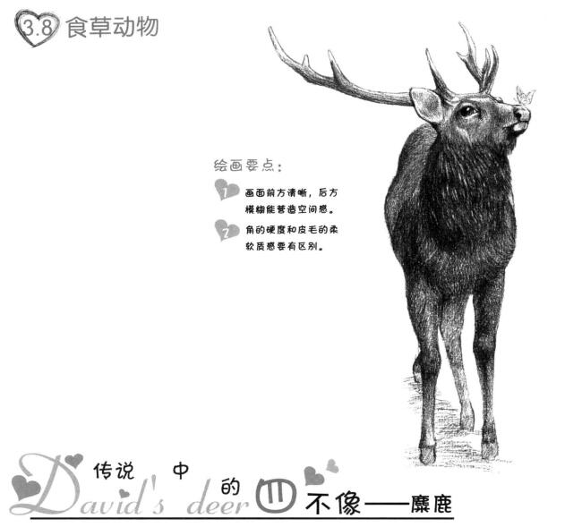 麋鹿的素描畫法