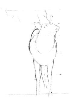 麋鹿的素描畫線稿畫法步驟02