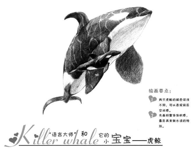 虎鯨的素描畫法