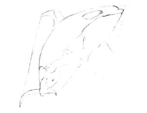 虎鯨的素描畫線稿畫法步驟02