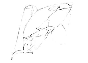 虎鯨的素描畫線稿畫法步驟03