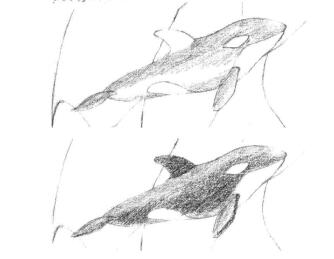 虎鯨的素描鋪大色畫法步驟01、02