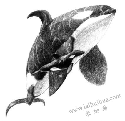 虎鯨的素描畫法