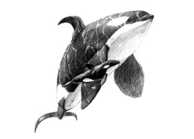 虎鯨的素描畫(huà)法